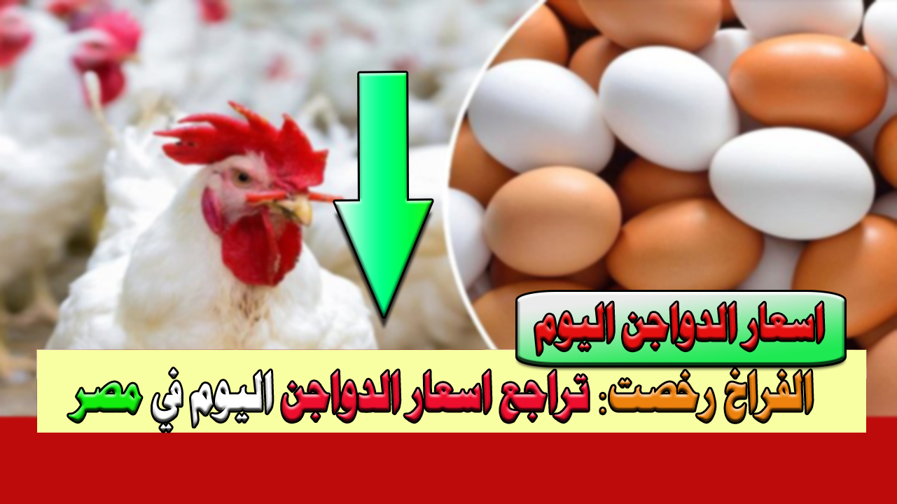 الفراخ رخصت النهاردة.. أسعار الدواجن اليوم بعد تراجعها منذ يومين وتصريح رئيس شعبة الدواجن سبب تراجع أسعارها 20/02/2024 5 الفراخ رخصت النهاردة.. أسعار الدواجن اليوم بعد تراجعها منذ يومين وتصريح رئيس شعبة الدواجن سبب تراجع أسعارها 20/02/2024