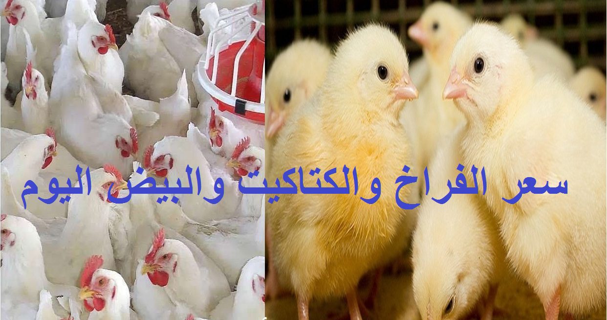 مفاجأة في بورصة الدواجن اليوم| سعر الفراخ البيضاء والبط والكتكوت وكرتونة البيض