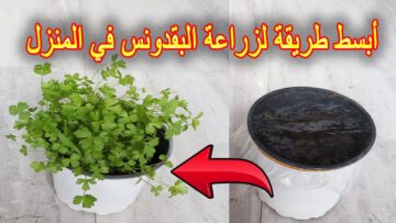 بكل بساطة.. ازرع البقدونس في بيتك بطريقة ولا أسهل اتسلي ووفري فلوسك