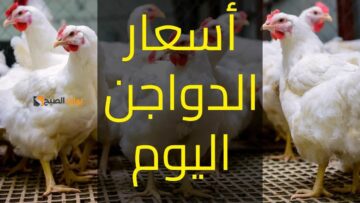 زيادة كبيرة في أسعار الدواجن والبيض اليوم وكيلو البانيه يسجل هذا الرقم ويصدم الجميع!!