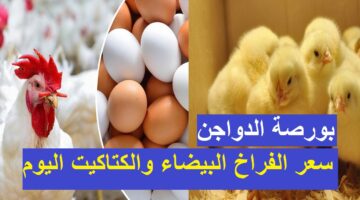 مفاجأة في أسعار الدواجن والطيور.. تعرف علي الأسعار اليوم ألاثنين الموافق 19 فبراير