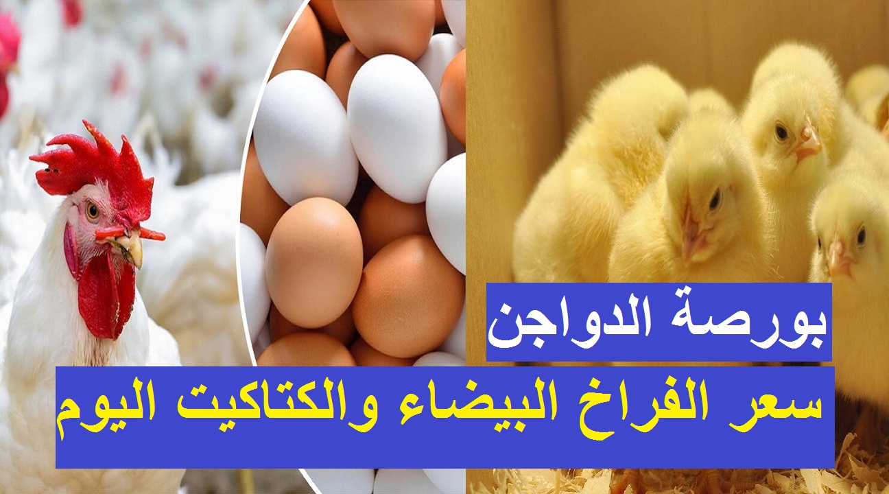 مفاجأة في أسعار الدواجن والطيور.. تعرف علي الأسعار اليوم ألاثنين الموافق 19 فبراير