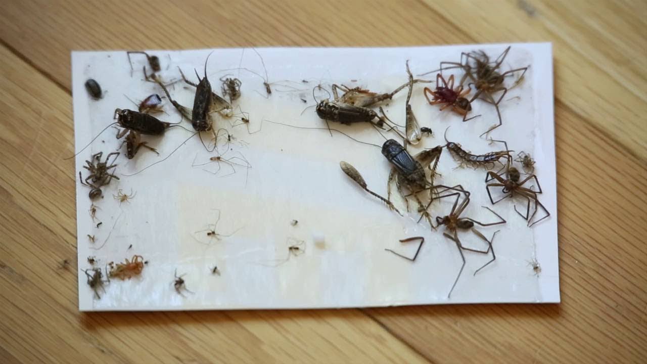 تخلص منها فورًا.. 6 حشرات يجب التخلص منها فور ظهورها في المنزل ولو فضلت هتبقا مصيبة