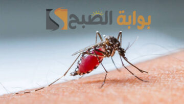 ارتفاع خطر انتشار حمى الضنك عالميًا 2024 تعرف على أعراضها وكيفية الوقاية منها