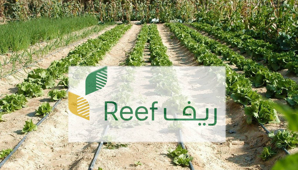 ما شروط الحصول علي دعم ريف للفئات المنتجة 1445؟