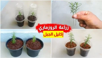 للتمتع برائحتة العطرة .. طريقة زراعة أعشاب الروزماري للمبتدئين بالبلكونة بالمنزل