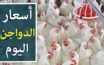 مفاجأة جديدة في أسعار الدواجن اليوم الثلاثاء 6/2/2024 في تعاملات الأسواق المصرية للمستهلك