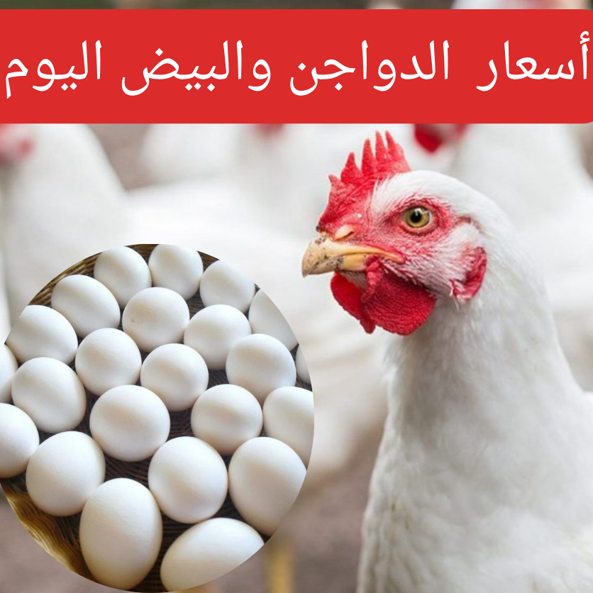 الكيلو بكام؟…أسعار الفراخ والبيض اليوم الخميس 15 فبراير 2024 في بورصة الدواجن 5 الكيلو بكام؟…أسعار الفراخ والبيض اليوم الخميس 15 فبراير 2024 في بورصة الدواجن