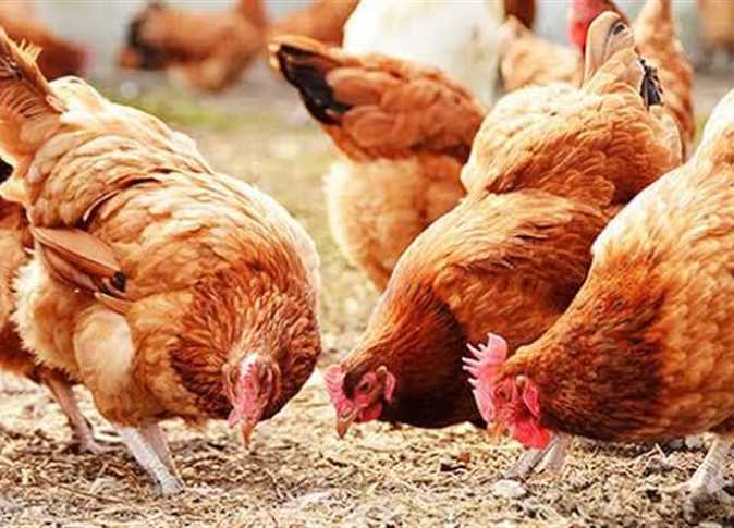 الفراخ بقت بكام .. سعر الدواجن في مصر اليوم الاثنين 29/2/2024 في البورصة والأسواق التجارية 5 الفراخ بقت بكام .. سعر الدواجن في مصر اليوم الاثنين 29/2/2024 في البورصة والأسواق التجارية