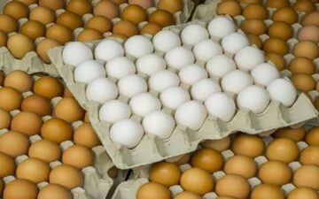 البيضة بكام النهاردة .. سعر كرتونة البيض في مصر اليوم الأربعاء 7/2/2024 في الأسواق التجارية للمستهلكين