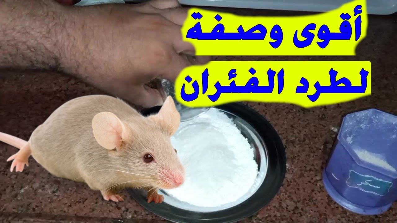 لو فيه فأر عندك في البيت شوفي الفلفل الأسود ممكن يعمل فيه ايه