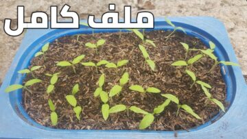دلوقتي هتقدري توفري .. طريقة زراعة الفلفل الحار في كرتونة البيض بطريقة المشاتل.. لازم تجربيها!!