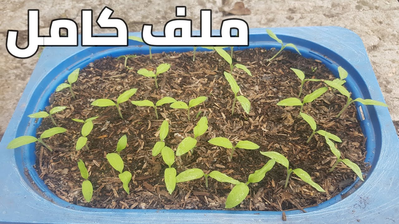 دلوقتي هتقدري توفري .. طريقة زراعة الفلفل الحار في كرتونة البيض بطريقة المشاتل.. لازم تجربيها!!