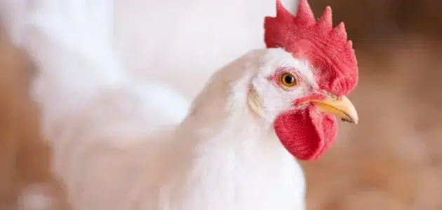 مشروع مربح هتعمليه في بيتك هستفيدي وهتفيدي غيرك منه .. طريقة تربية الفراخ البيضاء في المنزل 5 مشروع مربح هتعمليه في بيتك هستفيدي وهتفيدي غيرك منه .. طريقة تربية الفراخ البيضاء في المنزل