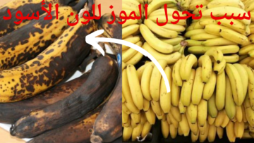لغز الموز .. سبب تحوله للون الأسود في المنزل بالرغم من بقائه مدة كبيرة في الأسواق بدون تغيير