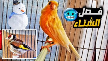 ” ازاي تحافظ على طيورك وتربيها في برد الشتاء” نصائح تربية الطيور في فصل الشتاء