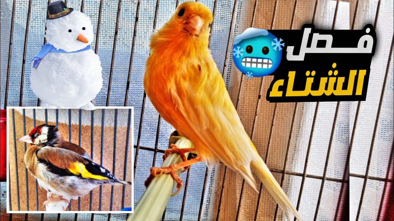 " ازاي تحافظ على طيورك وتربيها في برد الشتاء" نصائح تربية الطيور في فصل الشتاء 5 ” ازاي تحافظ على طيورك وتربيها في برد الشتاء” نصائح تربية الطيور في فصل الشتاء
