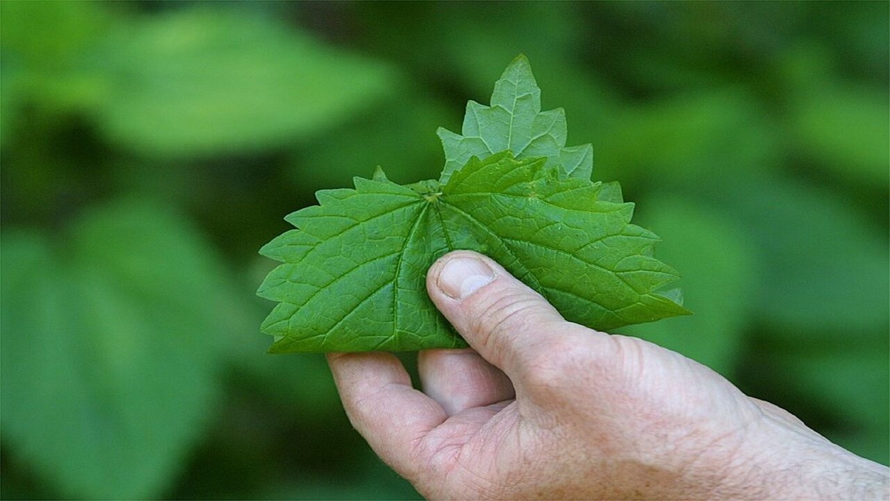 مفيش خوف منها تاني.. حول هذه العشبة المخيفة إلى علاج سحري لحل مشاكلك المستعصية