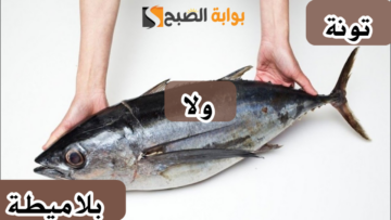 “متخليش السمّاك يضحك عليك”.. كيفية التفرقة بين سمك التونة وسمكة البلاميطة للحذر منها أثناء الشراء؟!