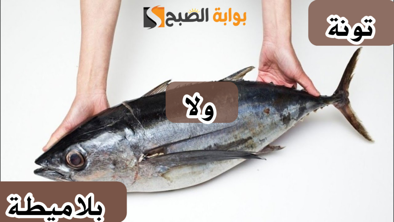 "متخليش السمّاك يضحك عليك".. كيفية التفرقة بين سمك التونة وسمكة البلاميطة للحذر منها أثناء الشراء؟! 5 “متخليش السمّاك يضحك عليك”.. كيفية التفرقة بين سمك التونة وسمكة البلاميطة للحذر منها أثناء الشراء؟!