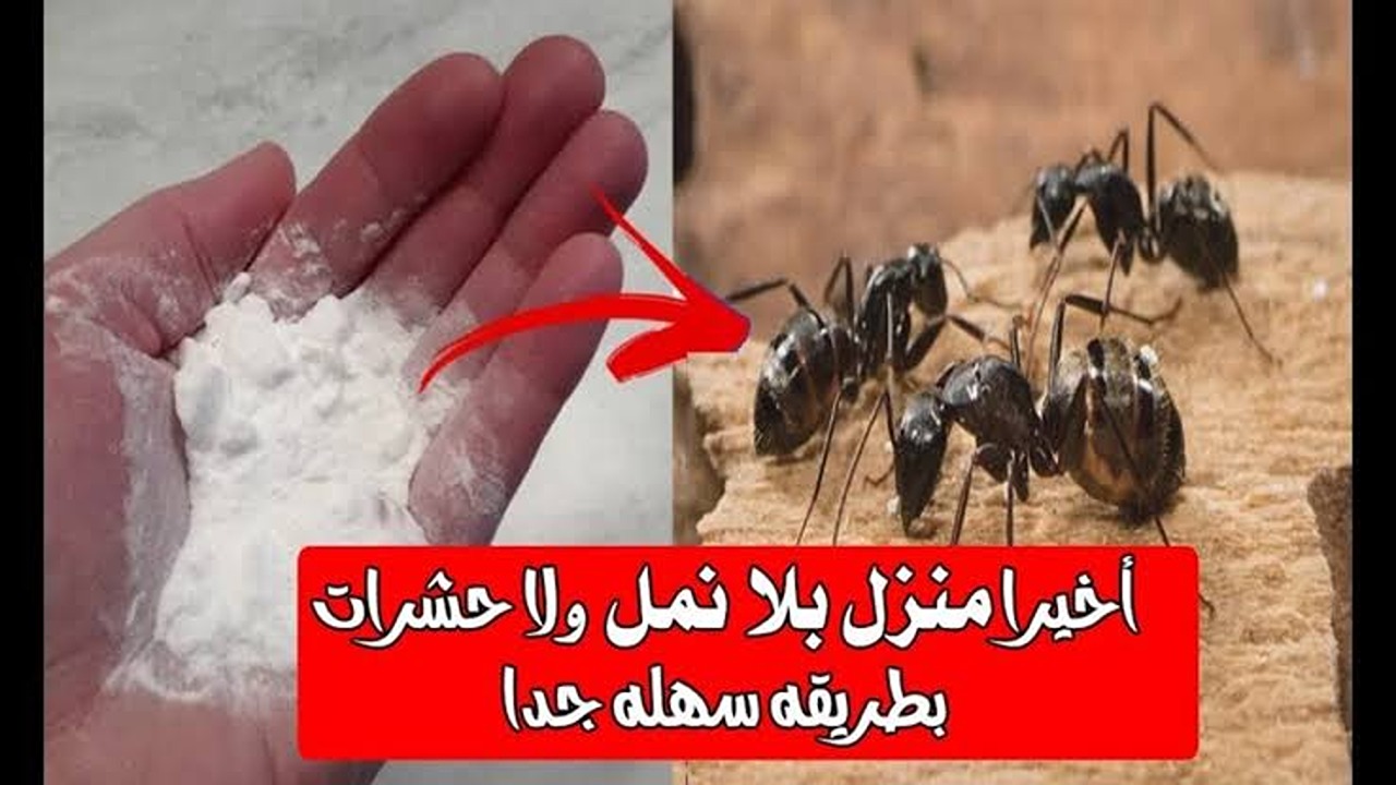 مبيد النمل الطبيعي بمكونات في البيت.. الحل الامثل للتخلص من أكبر مشاكل الصيف 5 مبيد النمل الطبيعي بمكونات في البيت.. الحل الامثل للتخلص من أكبر مشاكل الصيف