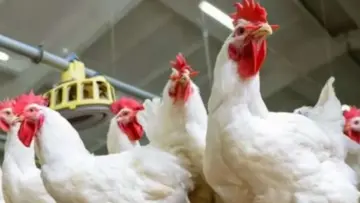 “بكام النهاردة؟” أسعار الفراخ والبيض اليوم السبت 18 مايو في الأسواق المصرية