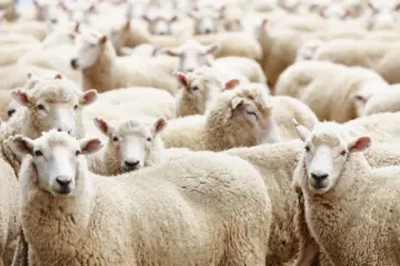 بالتزامن مع بداية العد التنازلى على عيد الأضحى 1445 .. متى اخر موعد لقص الاظافر للمضحي؟