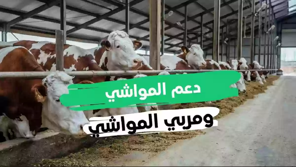 خطوات التسجيل في دعم المواشي النفاذ الوطني 1445 وشروط الحصول على الدعم