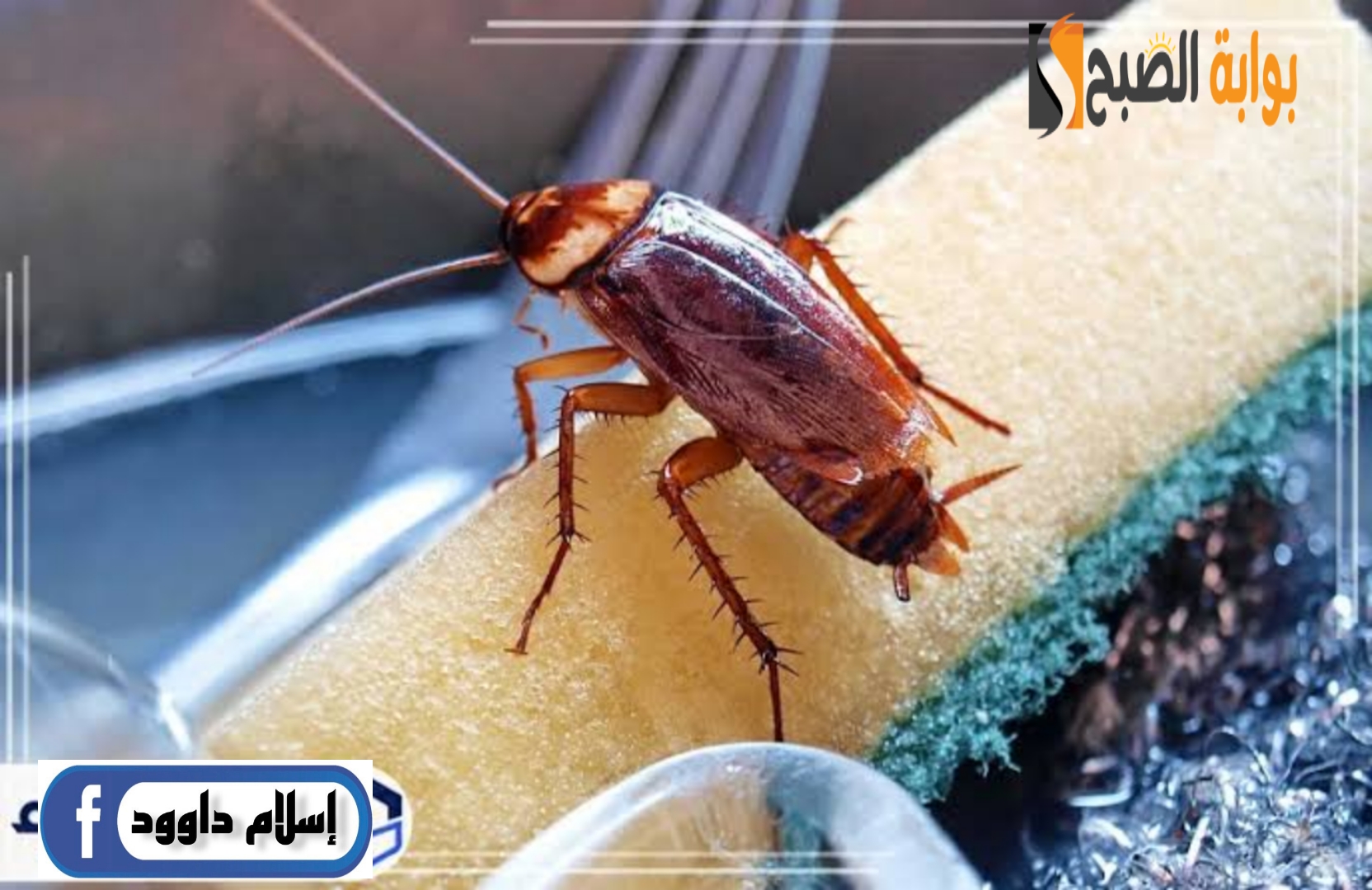 طريقة القضاء على حشرات المطبخ بكل سهولة بمكونات مضمونة 100%