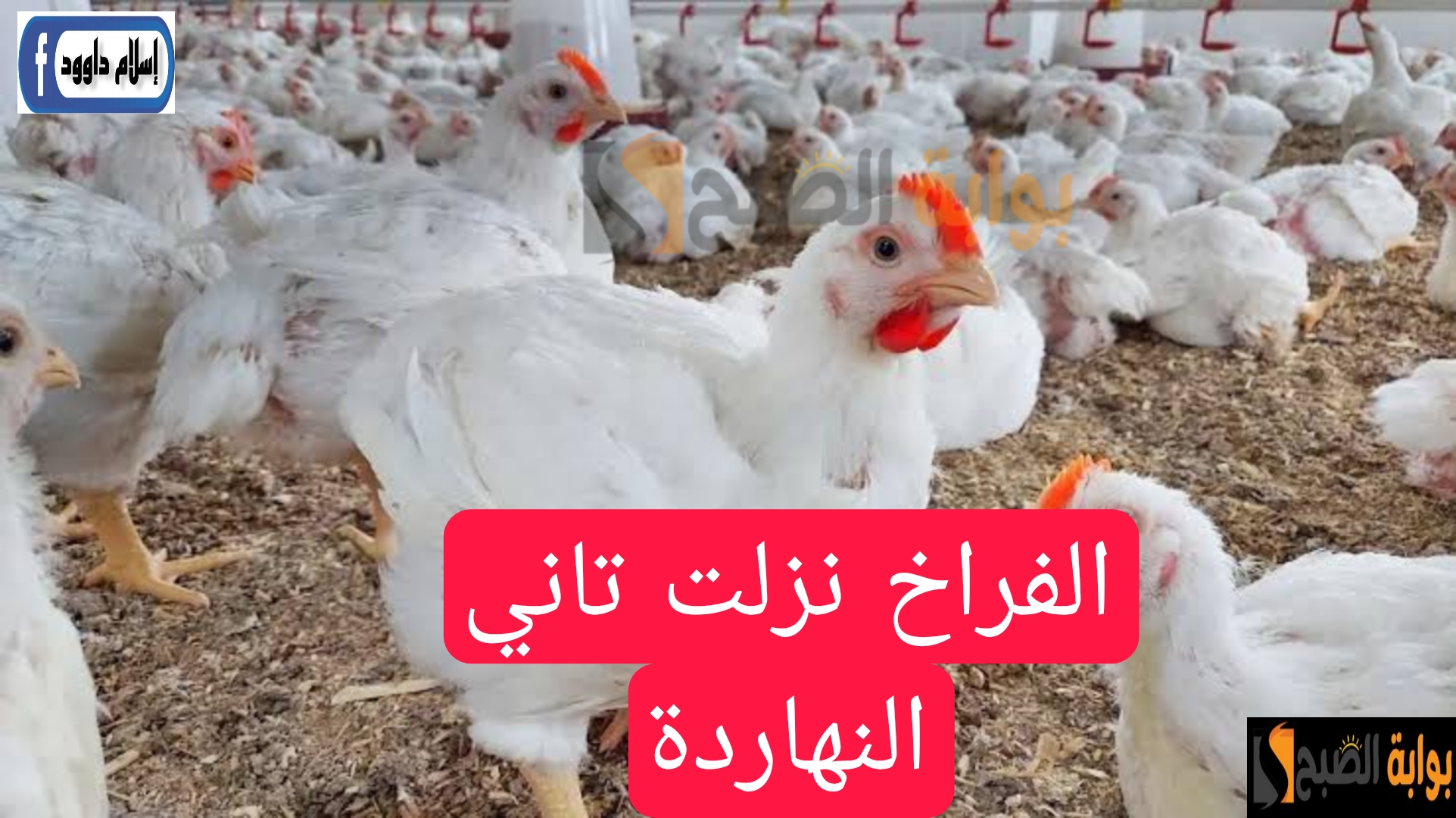 الفراخ نزلت تاني النهاردة.. تعرف على اسعار الفراخ اليوم الأربعاء 15 مايو 2024