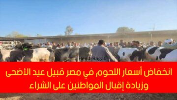 تطورات سعر العجول والبقري قائم اليوم في مصر قبيل عيد الأضحى وزيادة إقبال المواطنين على الشراء