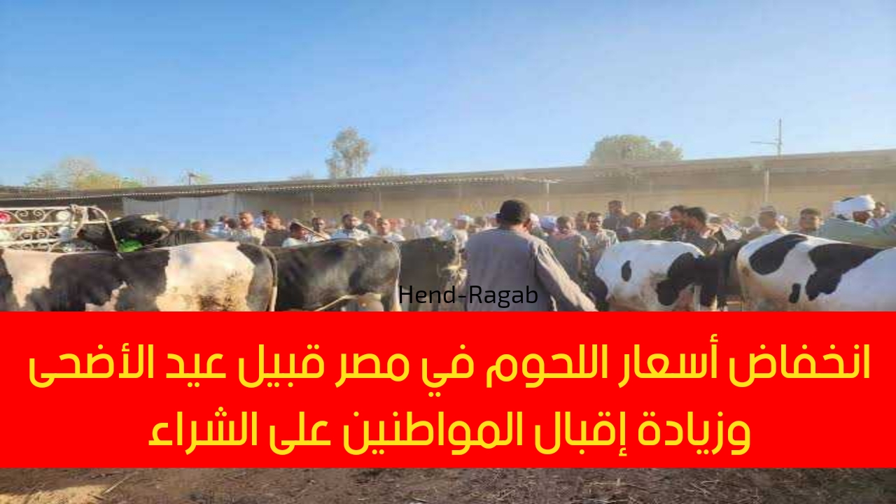 تطورات سعر العجول والبقري قائم اليوم في مصر قبيل عيد الأضحى وزيادة إقبال المواطنين على الشراء