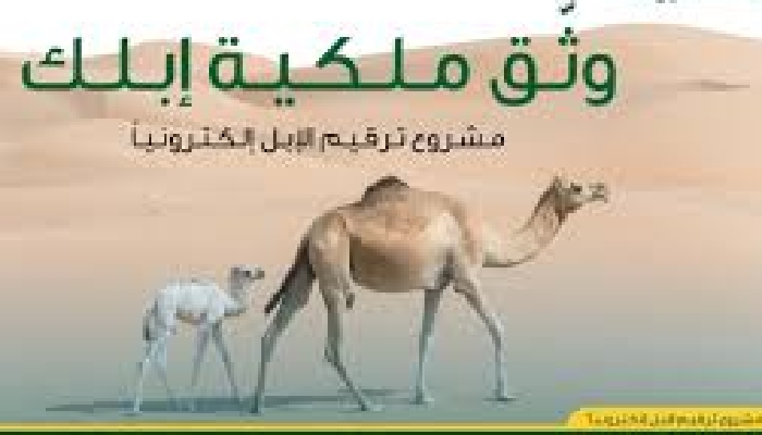 خطوات التقديم لخدمة ترقيم الإبل بالمملكة وموعد انتهاء المهلة المحددة للتسجيل 5 خطوات التقديم لخدمة ترقيم الإبل بالمملكة وموعد انتهاء المهلة المحددة للتسجيل