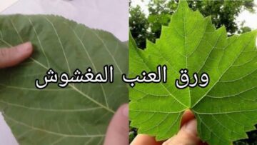 اصحي ليغفلونا.. طريقة عبقرية للتفرقة بين ورق العنب والتوت والفراولة بعد انتشارها في الأسواق