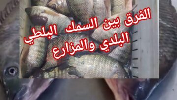 خليك ناصح وانت بتشتري | الفرق بين السمك البلطي البلدي والمزارع!!