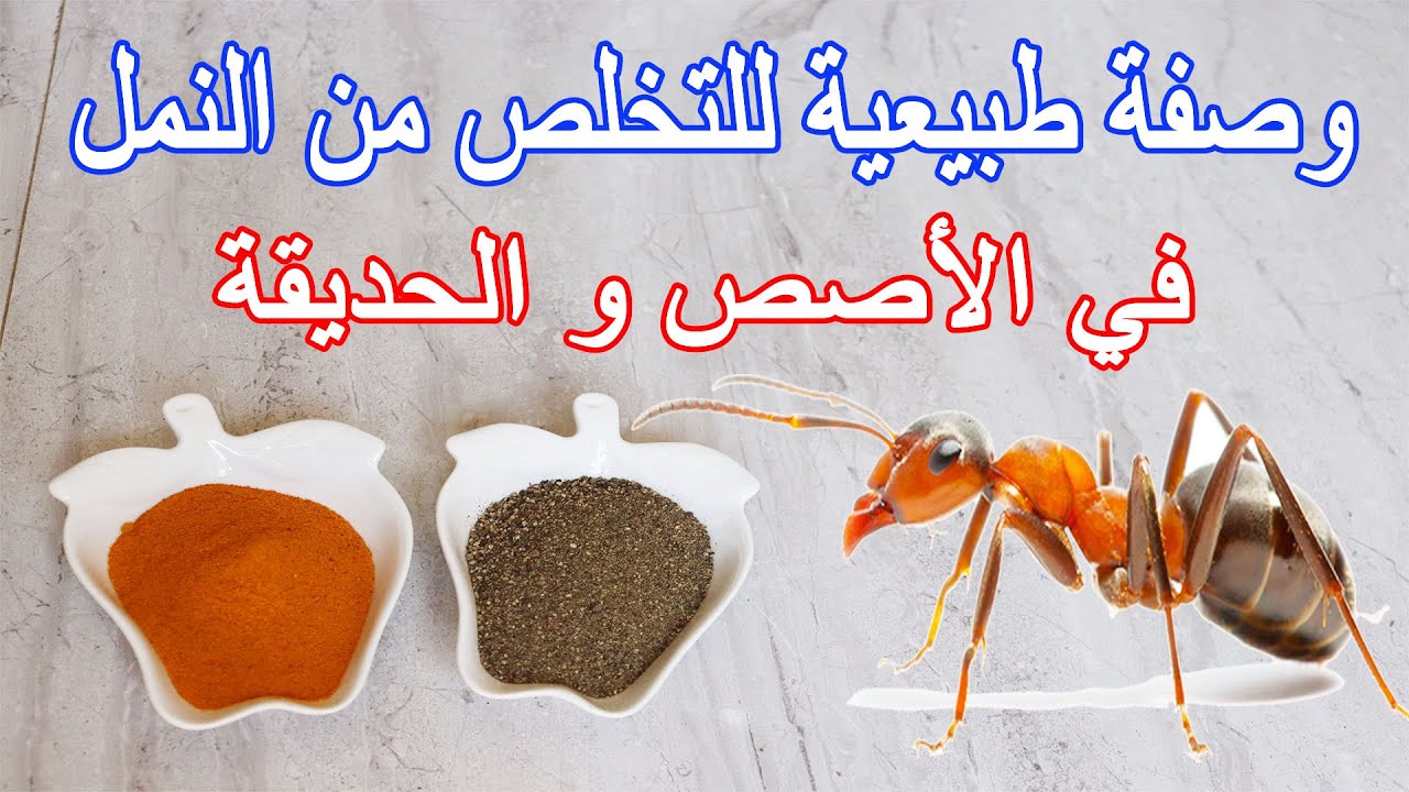 وصفات طبيعية للتخلص من النمل داخل المنزل حتى ننتهي من الانزعاج منه 5 وصفات طبيعية للتخلص من النمل داخل المنزل حتى ننتهي من الانزعاج منه
