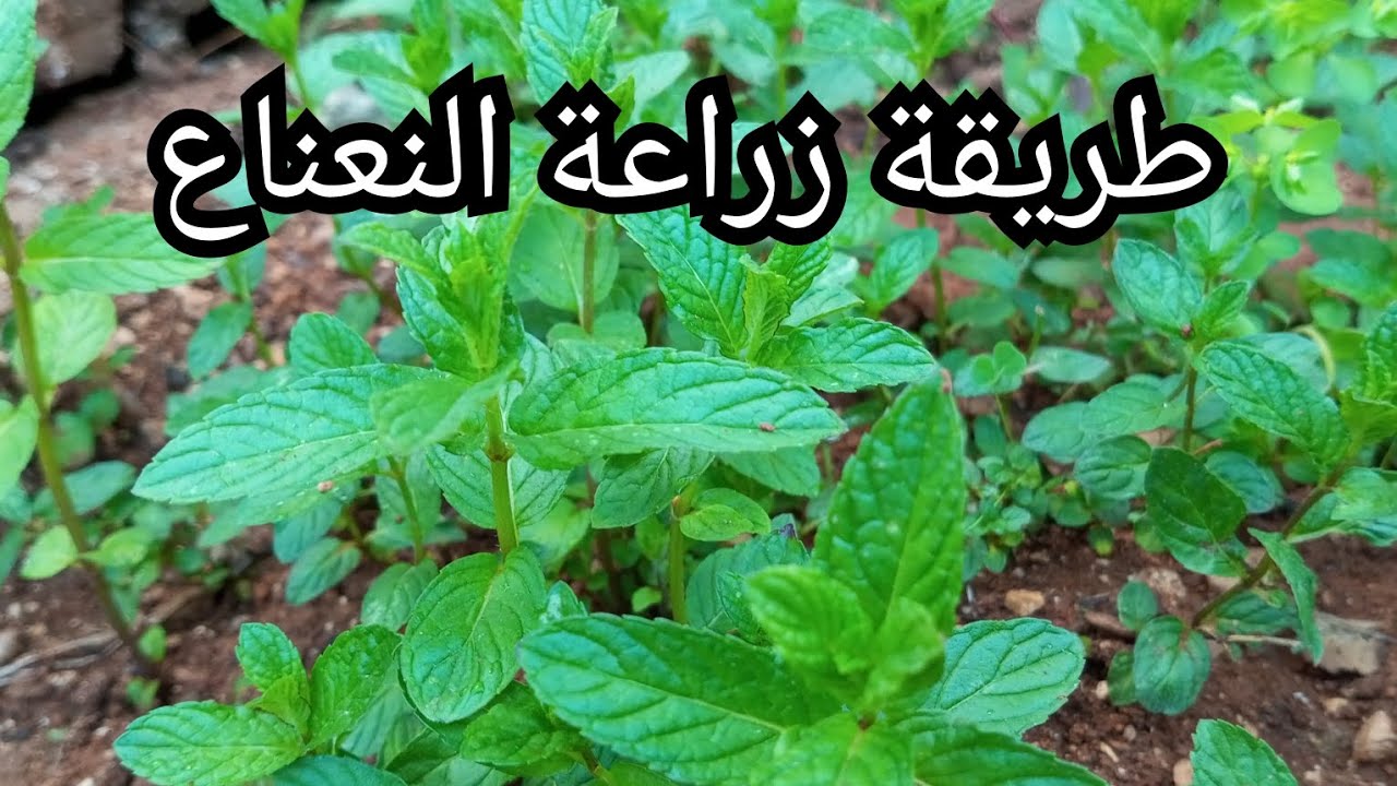 رائحته جذابة ومميزة هتعطر بيتك .. اعرفي طريقة زراعة النعناع في البلكونة بكل سهولة 5 رائحته جذابة ومميزة هتعطر بيتك .. اعرفي طريقة زراعة النعناع في البلكونة بكل سهولة