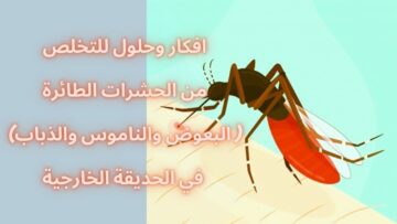 “بطريقة فعالة ومضمونة” كيفية التخلص من الحشرات في المنزل!!