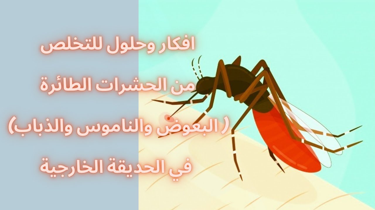 "بطريقة فعالة ومضمونة" كيفية التخلص من الحشرات في المنزل!! 5 “بطريقة فعالة ومضمونة” كيفية التخلص من الحشرات في المنزل!!