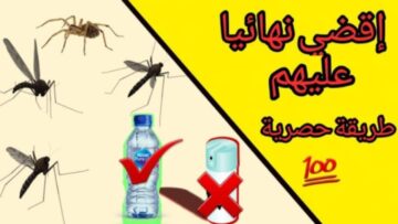 الحل الأمثل | طرق عبقرية للتخلص من الناموس في الصيف!!
