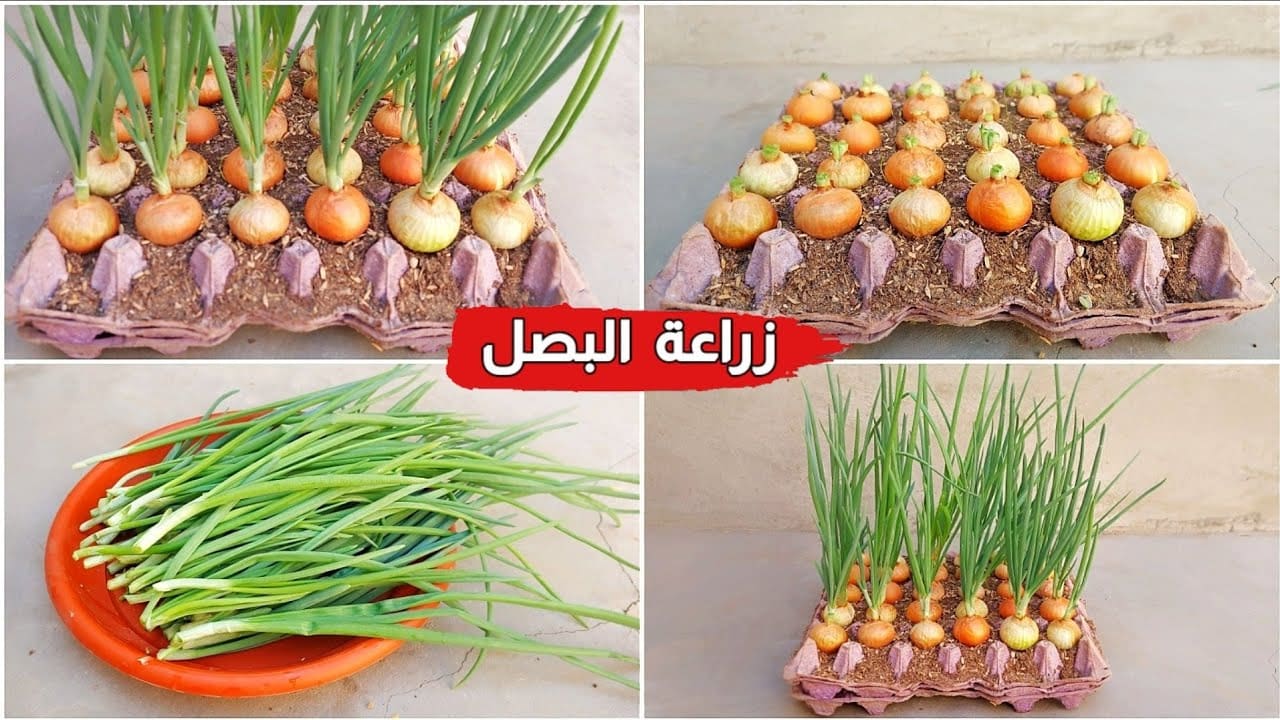 مش هتشتري البصل تاني.. فكرة جهنمية لزراعة البصل من بصلة واحدة بأقل التكاليف وفري وازرعيه في بيتك 5 مش هتشتري البصل تاني.. فكرة جهنمية لزراعة البصل من بصلة واحدة بأقل التكاليف وفري وازرعيه في بيتك