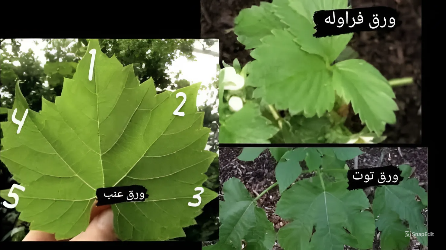 بعد انتشاره في الأسواق.. كيف يمكن التفرقة بين ورق التوت وورق العنب الأصلي 5 بعد انتشاره في الأسواق.. كيف يمكن التفرقة بين ورق التوت وورق العنب الأصلي