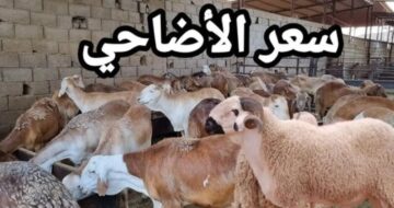أسعار الأضاحي في السعودية من الأبقار .. كم يبلغ سعر الأضاحي في الحج 2024