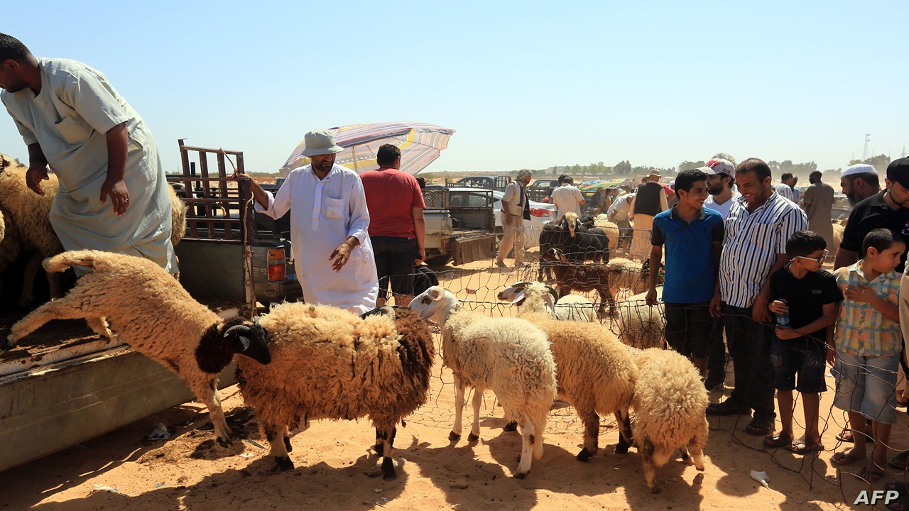 "قبل عيد الاضحى المبارك" تعرف على أسعار الأضاحي في تونس 2024 5 “قبل عيد الاضحى المبارك” تعرف على أسعار الأضاحي في تونس 2024