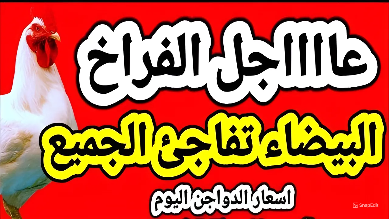 كليو الفراخ البيضة بكام انهاردة.. أسعار الفراخ البيضة والساسو والبلدي واسعار البيض بأنواعة اليوم