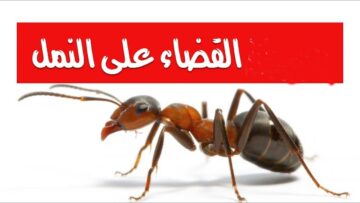 أقوي وصفة للتخلص من النمل والحشرات نهائياً بمكونات طبيعية موجودة في المنزل
