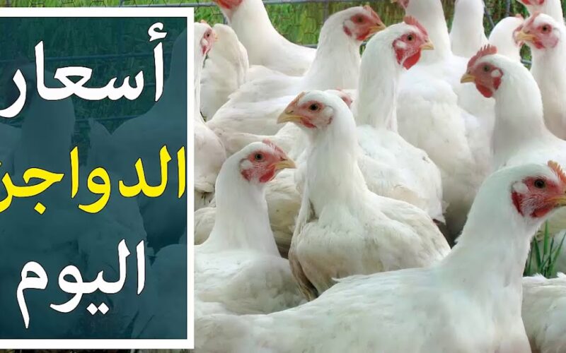 ارتفاع جنوني في أسعار الفراخ البيضاء اليوم الموافق الإثنين 20 مايو 2024