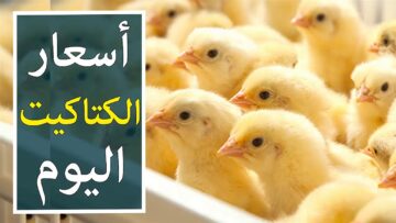 يبدأ من 29 جنية | أسعار الكتاكيت والبيض اليوم في الأسواق !!!