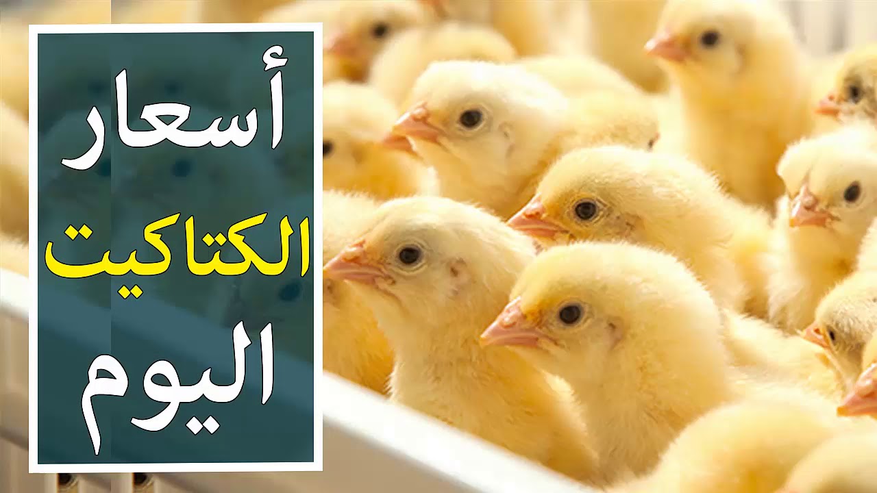 يبدأ من 29 جنية | أسعار الكتاكيت والبيض اليوم في الأسواق !!! 5 يبدأ من 29 جنية | أسعار الكتاكيت والبيض اليوم في الأسواق !!!