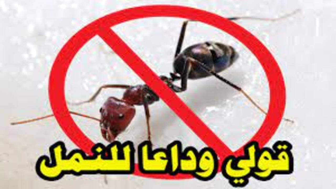 كيف تمنع النمل من دخول منزلك؟ وأهم الوصفات الطبيعية للقضاء على النمل 5 كيف تمنع النمل من دخول منزلك؟ وأهم الوصفات الطبيعية للقضاء على النمل